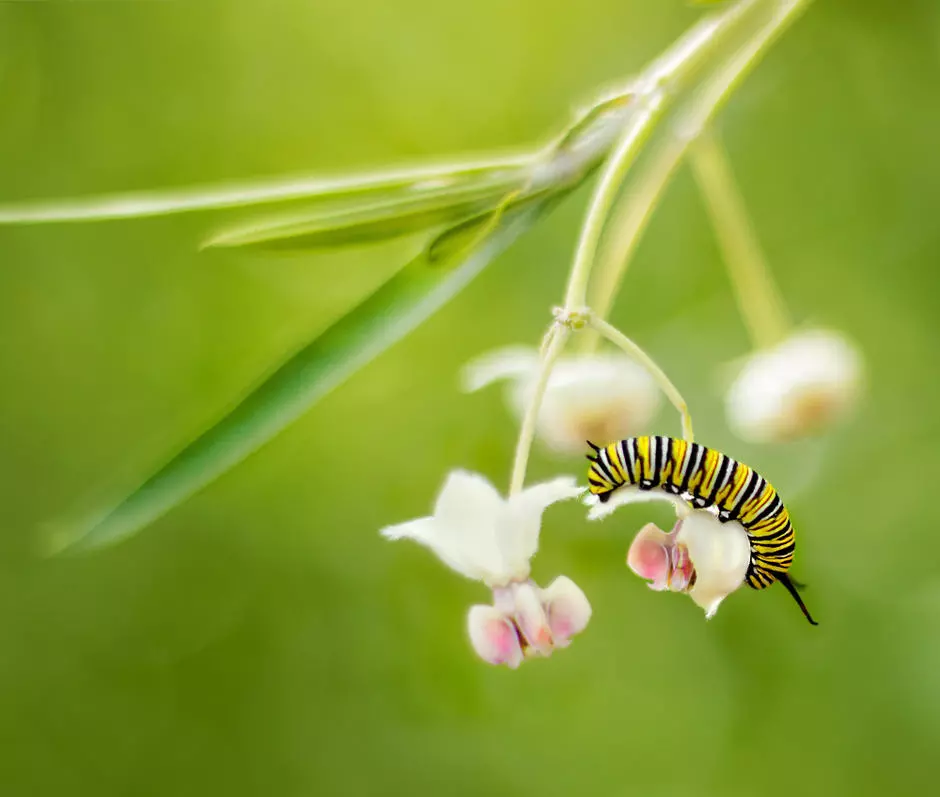 Une chenille rampe sur une plante